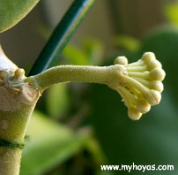 Hoya kerrii, young buds