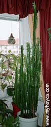 High Chaparal (Euphorbia)