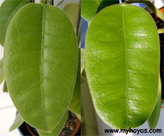 Hoya coronaria, leaves